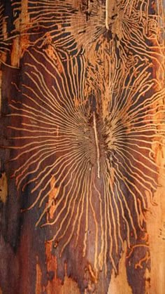 an old piece of wood that has been painted with brown and white designs on it