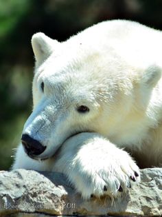 a large white polar bear laying on top of a rock