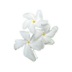 three white flowers with yellow centers on a white background