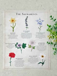 a poster with flowers and their names on it