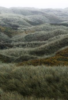 the grass is growing very high in the hills and valleys that are covered with fog