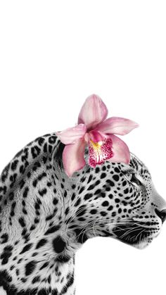 a black and white leopard with a pink flower on it's head in front of a white background