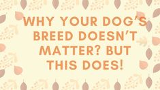 an orange and pink background with the words why your dog's breed doesn't matter but this does