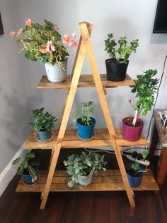 a wooden shelf filled with potted plants on top of a hard wood floor