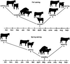 a line graph showing the stages of cattle grazing in different areas of the world, from beginning to end