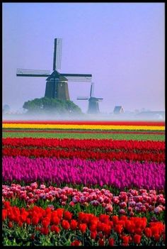 tulips and other flowers in the foreground with a windmill in the background