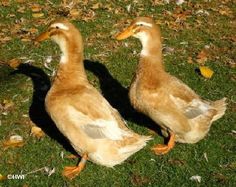 two ducks are standing in the grass together