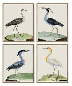 four birds are standing on the ground in front of grass and watercolors, each with different colored beaks