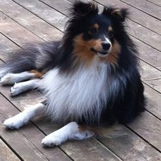 a black and white dog laying on top of a wooden floor