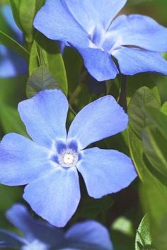 two blue flowers with green leaves in the background