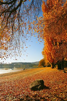 the leaves on the ground are changing colors and trees with oranges, yellows, and reds