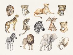 a group of different types of wild animals on a white background, including zebras and cheetah