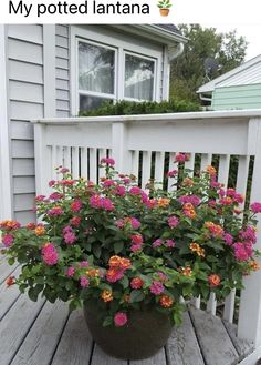 a potted plant sitting on top of a wooden deck next to a house with flowers in it