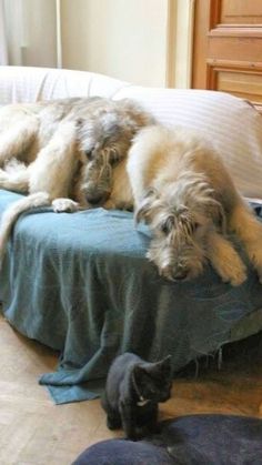 two dogs and a cat laying on a bed