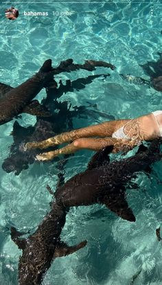 a woman floating in the water surrounded by sea otters