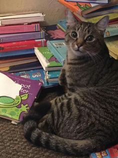 a cat is sitting on the floor next to many children's books and looking at the camera