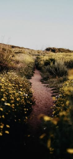 a dirt path in the middle of a field with wildflowers on both sides