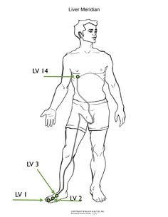 Understanding the internal pathway of the Liver meridian is key to understanding the effects gained by working the Liver meridian and acupoints. Acupressure Points For Liver, Liver Acupressure Points, Accupuncture Points, Liver Meridian, Yoga Nutrition, Yoga World, Past Life Regression