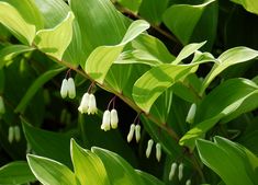 some white flowers and green leaves on a tree