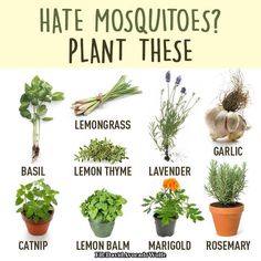 Natural mosquito repellant. Anti Mosquito Plants, Mosquito Repelling, Mosquito Plants, Perfect Apartment, Mosquito Repelling Plants, Apartment Plants, Plant Hacks, Homestead Living, Anti Mosquito