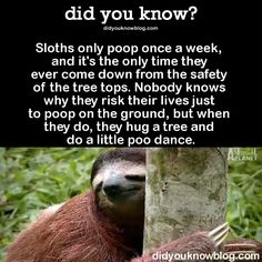 a slotty hanging from a tree with the caption did you know? slots only pop once a week, and it's the only one time they ever come down from the safety of the trees