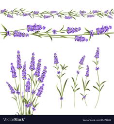 lavender flowers and leaves on a white background