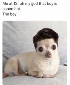 a small white and brown dog sitting on top of a couch