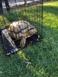 an animal in a cage on the grass