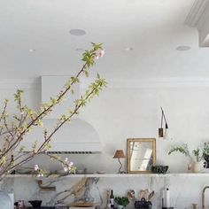 a kitchen with marble counter tops and white walls, plants on the stove top, and an oven hood