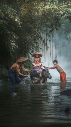 three men are bathing an animal in the water with bamboo trees and mist behind them