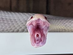 a close up of a snake's mouth with it's tongue hanging out