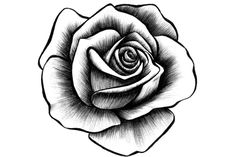 a black and white drawing of a rose