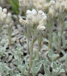 some white flowers are growing in the dirt