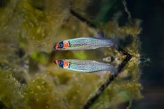 two small fish swimming in the water near some algae covered plants and branches with green moss growing on it's sides