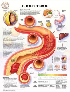 Anatomy Of Heart, Sistem Saraf, What Is Cholesterol, Nursing School Essential, Nurse Study Notes, Basic Anatomy And Physiology, Nursing Student Tips, Medical Posters