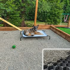 a dog laying on top of a blue bed in a yard next to a green ball