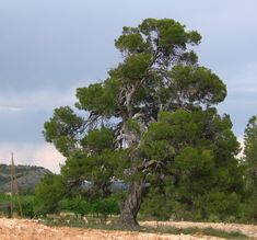 a giraffe standing next to a large tree on a dirt road in the wilderness