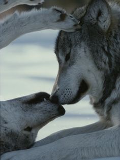 two wolfs are playing with each other in the snow