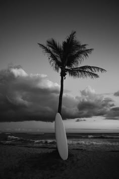 a surfboard leaning against a palm tree on the beach