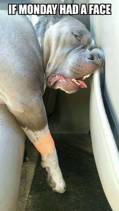 a dog with an injured leg in the back seat of a car