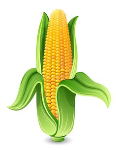 corn on the cob with green leaves and yellow kernels, isolated on white background