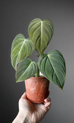 a hand holding a potted plant with green leaves