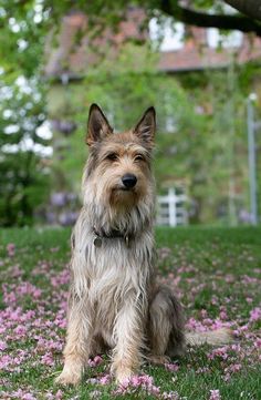 a dog sitting in the grass with pink flowers