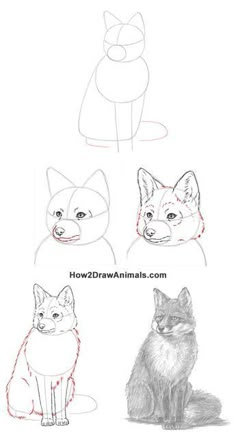 how to draw an animal's head with different angles and colors, including the eyes