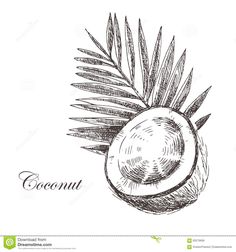 hand drawn coconut with leaves and the word coconut on white background, vintage engraving style