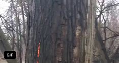 a tree that has been burned and is in the middle of a forest with red tape on it