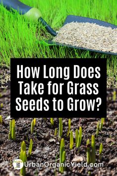 seed plants growing in the ground with text overlay how long does take for grass seeds to grow?