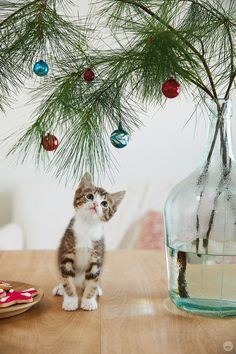 a small kitten sitting on top of a wooden table next to a glass vase filled with ornaments