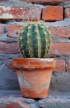 a cactus in a clay pot on a brick wall