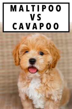 a small dog sitting on top of a couch next to a sign that says maltipo vs cavapooo